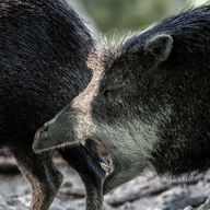 White-lipped Peccary  