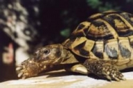 Hermann's Tortoise