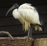 Ibis posvátný