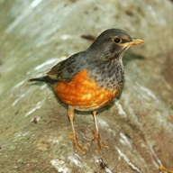 Black-breasted Thrush