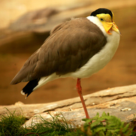 Masked Lapwing