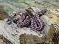 Adder