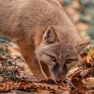 Steppchenfuchs