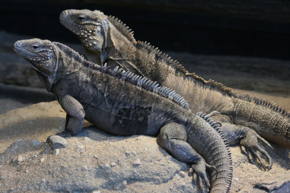 Cuban Ground Iguana | Zoo Brno
