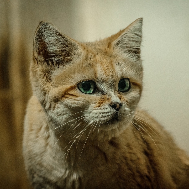Барханный Кот Фото
