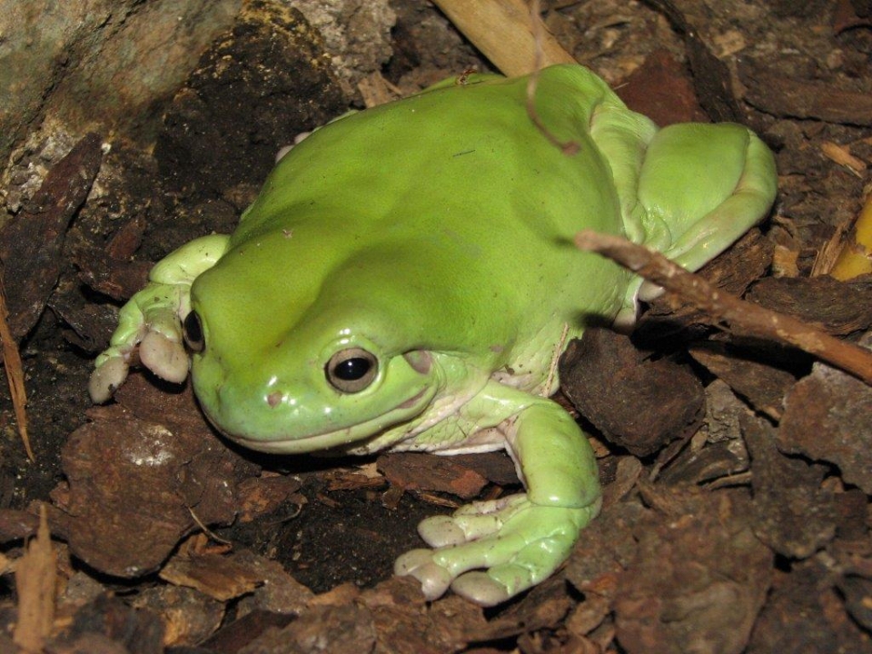Australian Tree Frog | Zoo