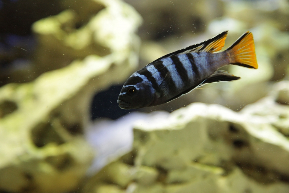 Malawi Schmalbarsch Zoo Brno